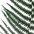 Floristik24 Kapradina horská dekorativní kapradina konzervovaná kapradina listy zelené 45cm 20ks