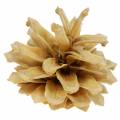 Floristik24 Šišky borovice Pinus mugo krém 2-5cm 1kg
