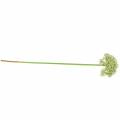 Floristik24 Allium umělá bílá 55cm