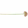 Floristik24 Allium umělá růžová 55cm