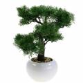 Floristik24 Umělá bonsai borovice v květináči H36cm