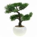 Floristik24 Umělá bonsai borovice v květináči H36cm