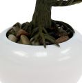 Floristik24 Bonsai strom v květináči 19cm 1ks
