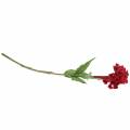 Floristik24 Celosia cristata kohoutí hřeben červený 72cm