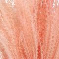 Floristik24 Rákos čínský světle růžová suchá tráva Miscanthus H75cm 10p