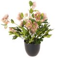 Floristik24 Umělá rostlina Helleborus v květináči, vánoční růže, pro domácí dekoraci, 50 cm