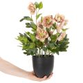 Umělá rostlina Helleborus v květináči, vánoční růže, pro domácí dekoraci, 50 cm | Floristik24.cz