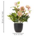 Umělá rostlina Helleborus v květináči, vánoční růže, pro domácí dekoraci, 50 cm | Floristik24.cz