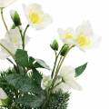 Floristik24 Vánoční růže s jedlí a mechovými koulemi uměle zasněžovaná bílá 33cm