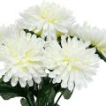 Floristik24 Chryzantéma bílá se 7 květy