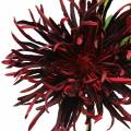 Floristik24 Chryzantéma tmavě červená 73 cm