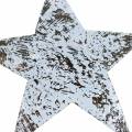Floristik24 Kokosová hvězda bílá praná 10cm 20ks