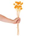 Kytice sušených květin Craspedia 55cm 20ks | Floristik24.cz