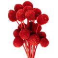 Floristik24 Sušené květy Craspedie, barvené, s dlouhými stonky, 55 cm, 20 kusů