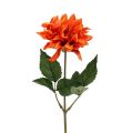 Floristik24 Dahlia Orange 28cm 4ks