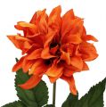 Floristik24 Dahlia Orange 28cm 4ks
