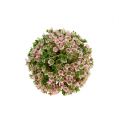 Floristik24 Mini dekorativní koule růžovo-zelená umělá Ø10cm 1ks