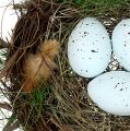 Floristik24 Deko hnízdo s vejci Ø30cm 1ks