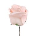 Floristik24 Deco rose mix bílá, růžová, krémová Ø7,5cm 12ks