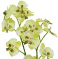 Floristik24 Mini orchidej světle zelená se zeměkoulí 30cm