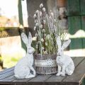 Floristik24 Dekorativní králík sedící shabby chic jarní dekorace V25cm 2ks