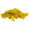 Floristik24 Deco mechově žlutý sobí mech pro ruční práce citronově žlutý 500g