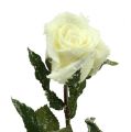 Floristik24 Dekorativní růže bílá zasněžená Ø6cm 6ks
