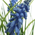 Floristik24 Hyacinty umělé v květináči Modré 24cm