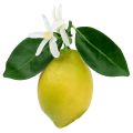 Floristik24 Dekorativní ovoce, citrony s listy žluté 9,5cm 4ks