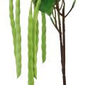 Floristik24 Ozdobná větev fazolová větev umělá rostlina zelená 68cm