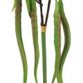 Floristik24 Ozdobná větvička chilli větev umělá rostlina feferonky zelená červená 78cm