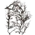 Floristik24 Deko větve bonsajové dřevo deko větve 15-30cm 650g