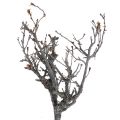 Floristik24 Deko větve bonsajové dřevo deko větve 15-30cm 650g