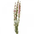 Floristik24 Sušená květina delphinium, Delphinium pink, suché květinářství L64cm 25g