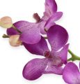 Floristik24 Orchidej lila 38cm