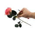 Floristik24 Odstraňovač trnů růže s nožem