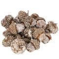 Floristik24 Žaludy, přírodní produkt k dekoraci, bílené, 1-3 cm, 300 g