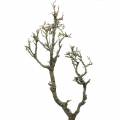 Floristik24 Dekorativní dubová bonsai příroda