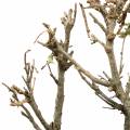 Floristik24 Dekorativní dubová bonsai příroda