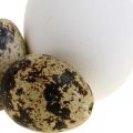 Floristik24 Dekorace vaječná směs křepelčí vejce a slepičí vejce Vyfouknutá velikonoční vajíčka