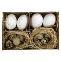 Floristik24 Dekorace vaječná směs křepelčí vejce a slepičí vejce Vyfouknutá velikonoční vajíčka
