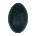 Floristik24 Emu vejce přírodní 12cm - 14cm 1ks