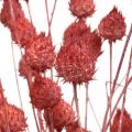 Floristik24 Sušené květy ostropestřec jahodový ostropestřec světle růžový 100g