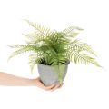 Umělá kapradina v květináči do obývacího pokoje a kanceláře, 35 cm | Floristik24.cz