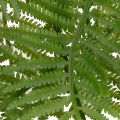 Umělá kapradina, dekorativní zelená rostlina pro květinovou výzdobu, 80 cm | Floristik24.cz