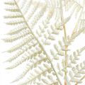 Floristik24 Ozdobná listová kapradina, umělá rostlina, kapradinová větev, dekorativní list kapradiny bílá L59cm