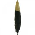 Floristik24 Ozdobné peří černé, zlaté pravé peří pro řemesla 12-14cm 72ks