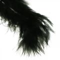 Floristik24 Feathers Black Pravá ptačí peříčka na výrobu Jarní dekorace 20g