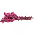 Floristik24 Mini slaměný květ růžový sušený květ skalník V20cm 15g