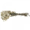 Floristik24 Mini slaměný květ bílý sušený květ Deco Rock Flower V20cm 15g
